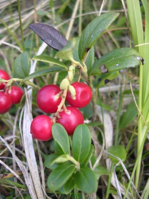 mirtillo rosso o cosa?